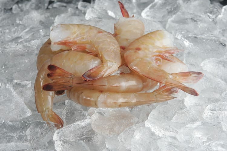 north Florida hopper