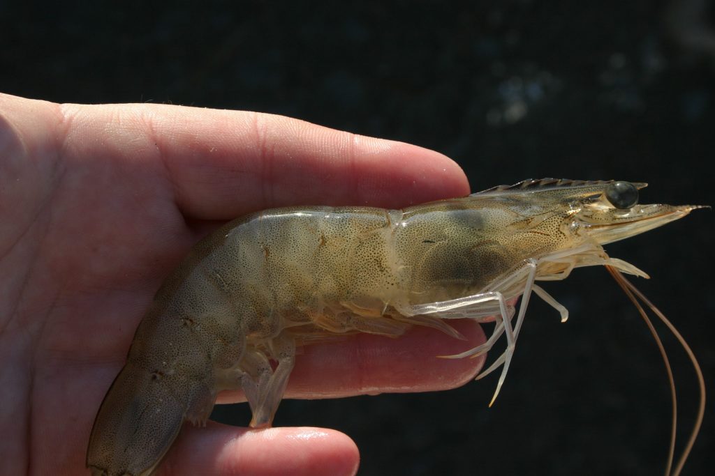 what is farm raised shrimp