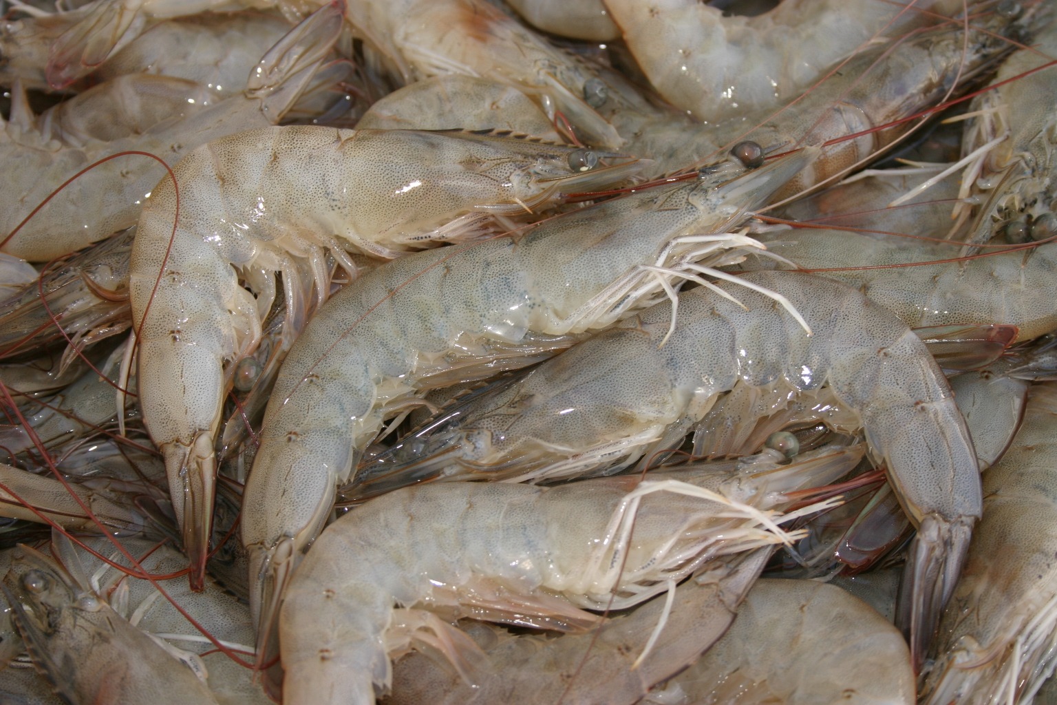 Wood Farm White Shrimps