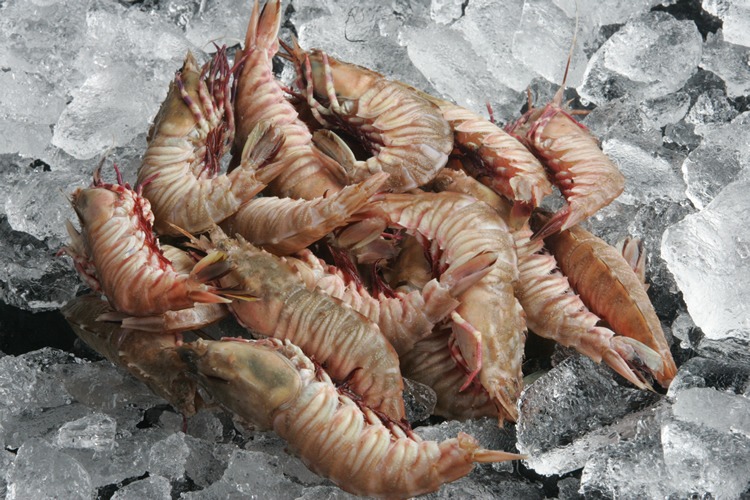 delicious rock shrimp on ice