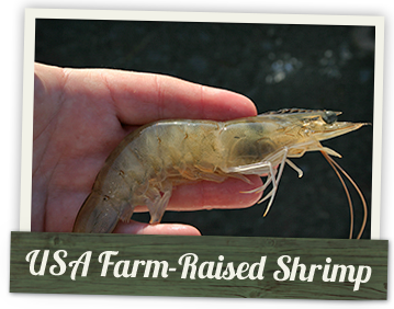 USA Farm-Raised Shrimp